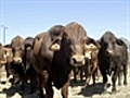 100,000 cattle await slaughter