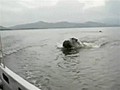 Hippos chase tourists in unbelievable video