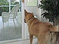 DoggieDoors - Petsafe Pet Doors For Your Dog or Cat