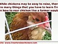 How to Raise Chickens Like an Experienced Owner - 3 Quick Tips