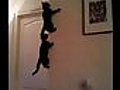 spider cats