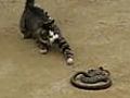 Cat v Snake