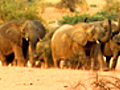 Nomadic Elephants