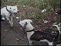 Vick Pleads Not Guilty At Dog Fighting Arraignment