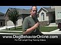 Dog Training: Dog Pulling Leash?