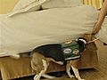 Dogs Trained To Sniff Out Bed Bugs