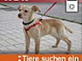 Tiere suchen ein Zuhause - Servicezeit: 22.05.2011,  ...