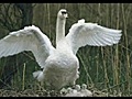 le cygne majestueux