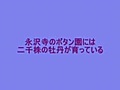 白毫寺の藤と永沢寺の牡丹