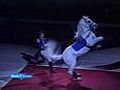 Lipizzaner Stallions Horse Dancing Show