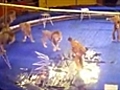 Circus lions attack trainer