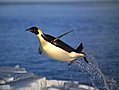 Amazing Flying Penguin