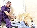 Lasers Bring Pets Pain Relief