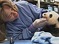 Panda Cub’s Sixth Exam