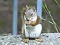 Squirrel with hiccups!