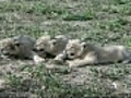 3 female cubs born in Israeli Safari