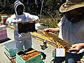 Regulations sting beekeepers