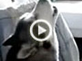 Dog Howls Baby To Sleep Explained