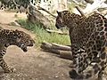 Jaguars Introduced