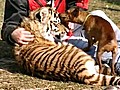 Pinscher Dog Adopts Tiger