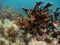 CO2 causing Caribbean coral collapse