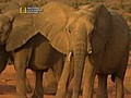 Great Migrations: Desert Elephants of the Sahara