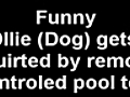 Funny Dog Gets Squirted by Pool Toy