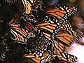 Monarch Butterflies