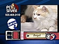 9/28 Pet Saver: Angel the cat