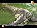 La ferme aux crocodiles à Pierrelatte NL