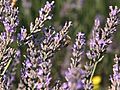 La lavanda italiana sfida quella francese