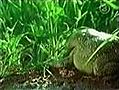 Bullfrog Swallows Snake