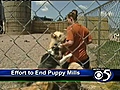 Renewed effort to close WI puppy mills