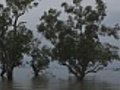 tree roots under water