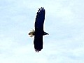 Bald eagles nest near Seattle home