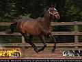 First Openly Gay Racehorse To Compete Sunday