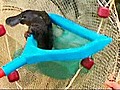 Platypus Looking for Love,  Gets Stuck Instead