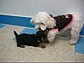 Shellie plays with a yorkie