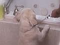 It’s Me or the Dog: Tackling Bathtime