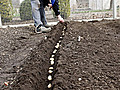 Planting Potatoes and Asparagus