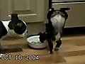 Cute puppy does a handstand!