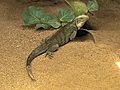 Grand Cayman Blue Iguanas