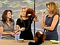 Wild animals take over KLG and Hoda