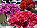 Carnation Arrangement Guide