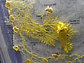Rebuilding Iberian Roadways with Slime Molds