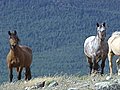 The Last Wild Mustangs