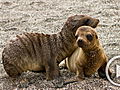 Planet 100: Sea Lions in Crisis on California Beaches