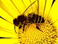 Bees - Living for the Queen - Bees - Living for the Queen