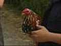Desmantelada una red que organizaba peleas de gallos
