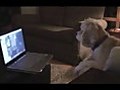 Dog Talking With Its Owner on Skype!